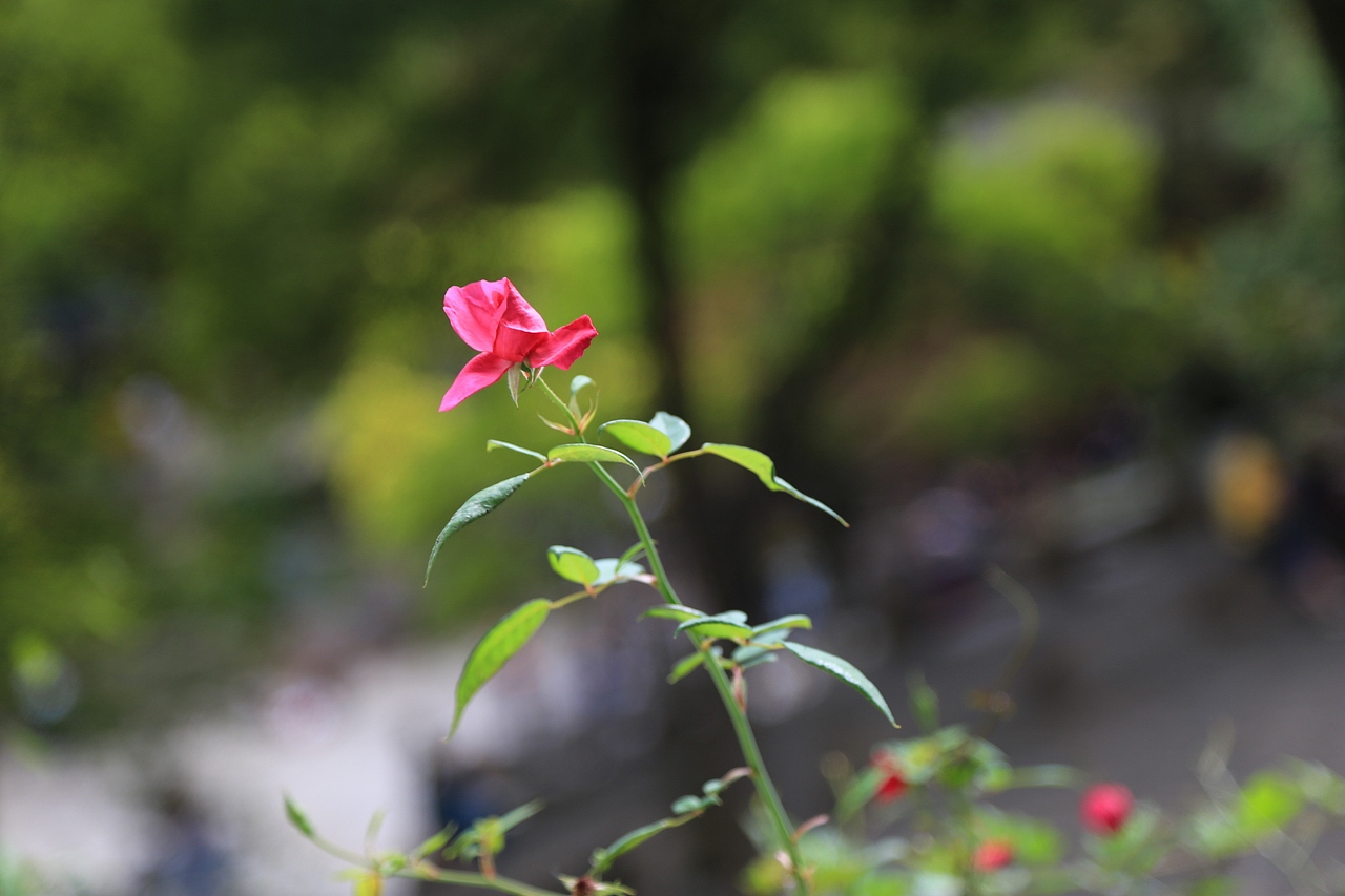 苏州虎丘山风光~秋色无边