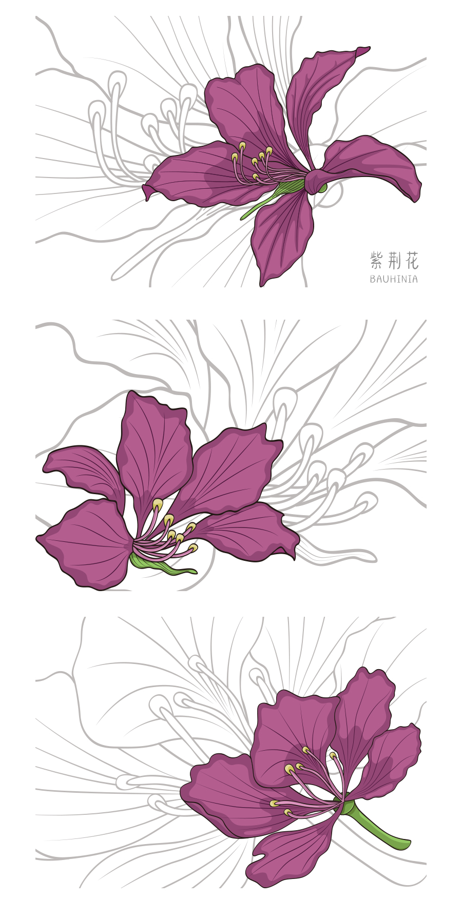 香港紫荆花插画图片
