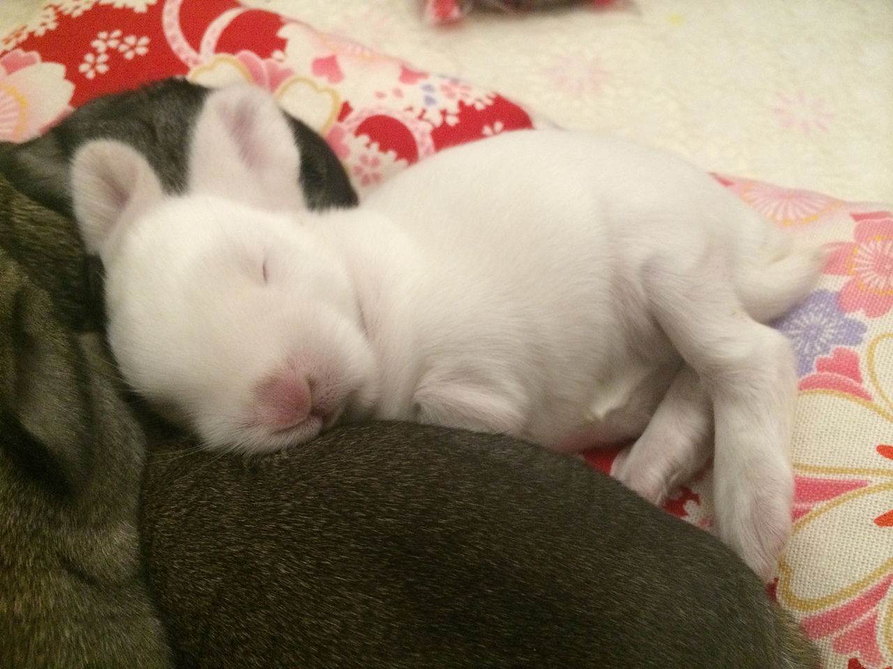 小灰小白和它们的宝贝（图ZNDYzNzY2MjQ=） - 宠物摄影 - 站酷设计师绵羊团子原创素材 - 站酷ZCOOL