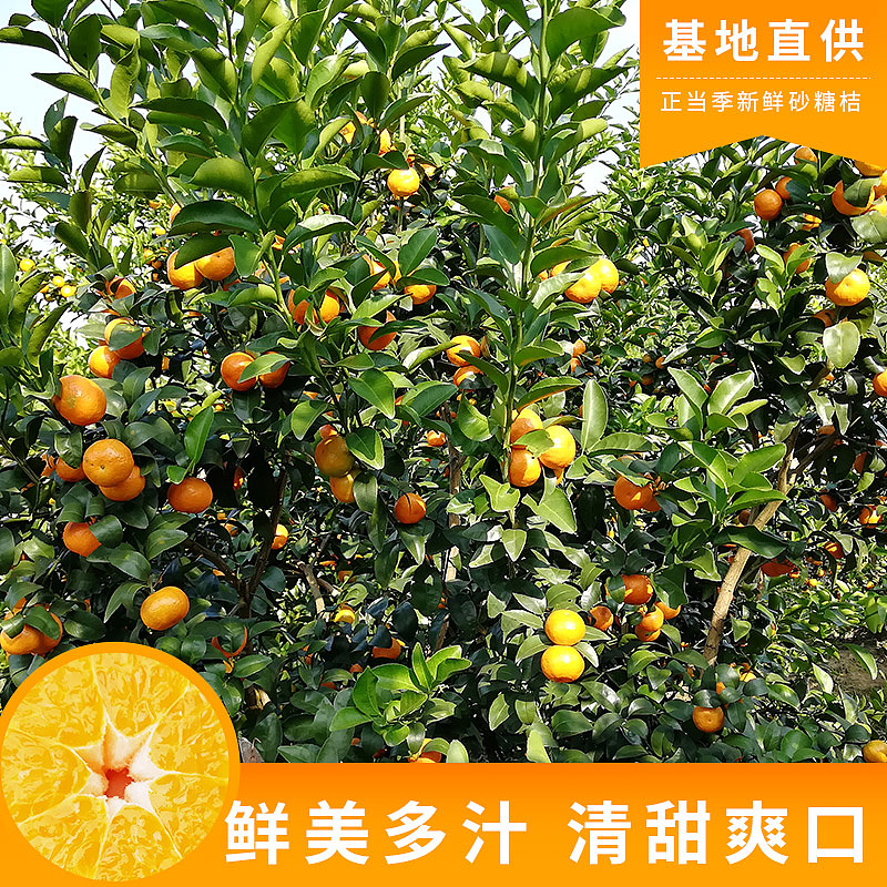 老男人果品砂糖桔（图ZMTE0NDgzNTcy） - 宣传物料 - 站酷设计师邱公城原创素材 - 站酷ZCOOL