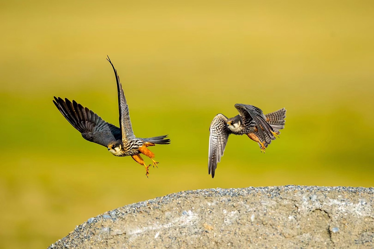 术业有专攻、黄书记的鸟是真的打的好 我就打个虫吧
