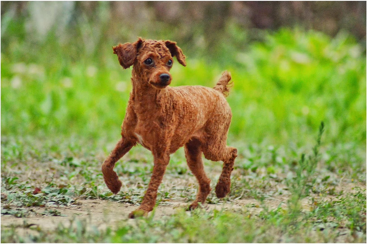 2018宠物合集（图ZMTQ0MDU5MzQ0） - 宠物摄影 - 站酷设计师黑猫姐姐原创素材 - 站酷ZCOOL