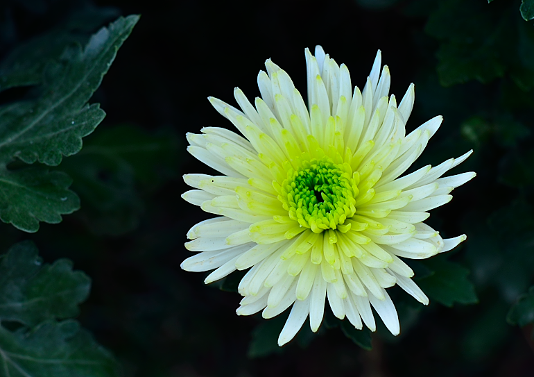 最美菊花韵，淡淡总相随（图ZMTIwNDk5NzI=） - 风光摄影 - 站酷设计师Echolhy原创素材 - 站酷ZCOOL