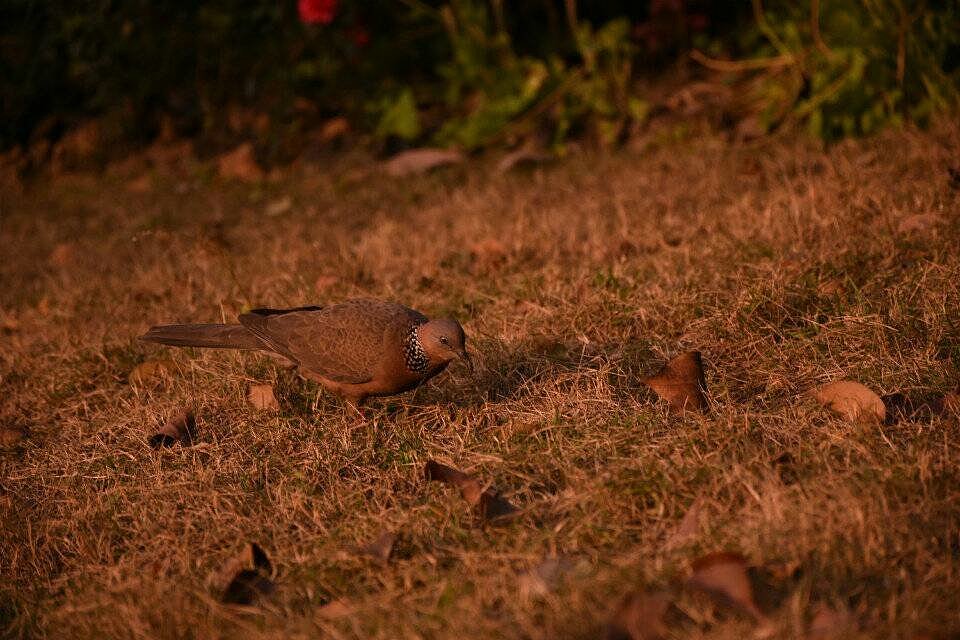 摄影课程作业（图ZMTQ3MzQxNzU2） - 其他平面 - 站酷设计师倔强如我原创素材 - 站酷ZCOOL