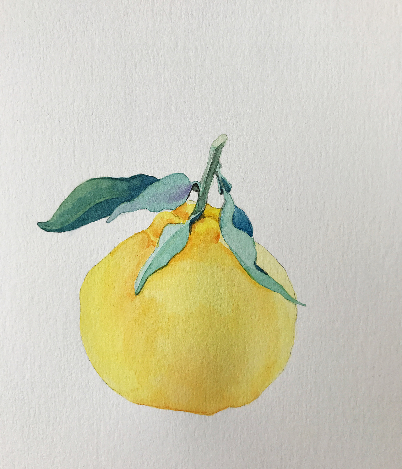 开始准备画画,今年的丑橘又出现在超市里了!