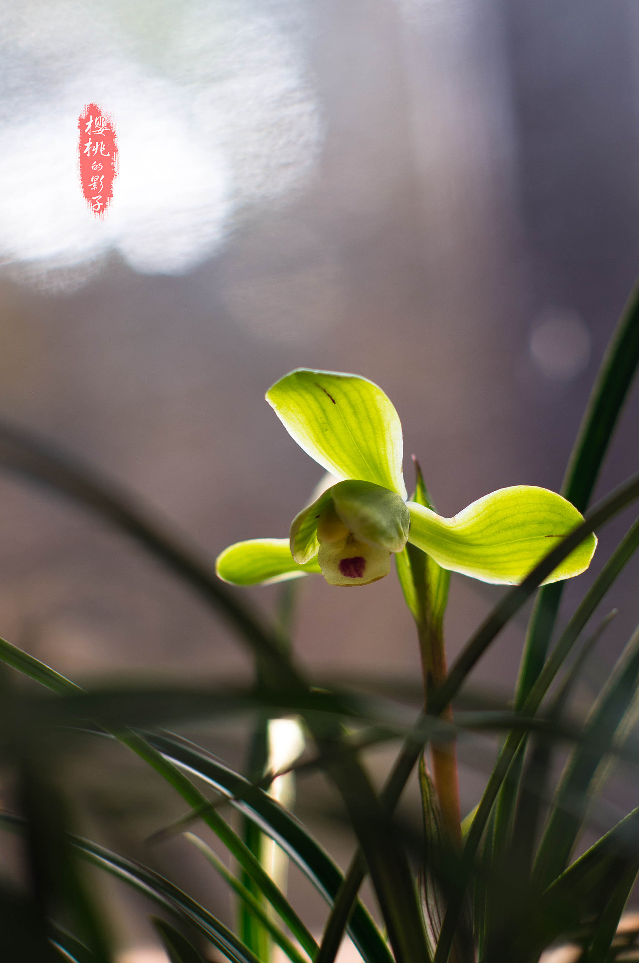 一花一世界 一草一菩提