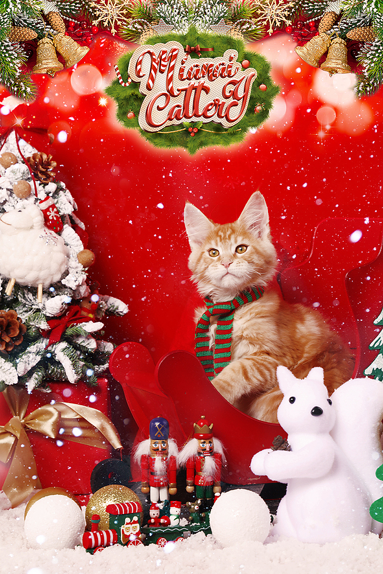 Mianai Cattery 圣誕特輯（圖ZMTQwMzM1OTM2） - 寵物攝影 - 站酷設(shè)計(jì)師錢文卓Walden原創(chuàng)素材 - 站酷ZCOOL