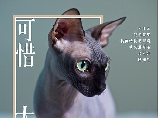 貓吃毛，會(huì)得病（個(gè)人主頁(yè)-ZMjQxMjM3NDQ=） - 宣傳物料 - 站酷設(shè)計(jì)師甌江上有霧原創(chuàng)素材 - 站酷ZCOOL