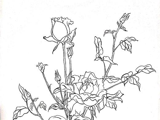 白描花卉