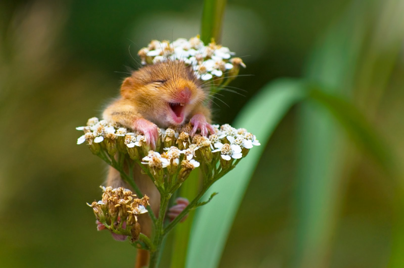 "the laughing dormouse"   大笑的睡鼠) by andrea zampatti