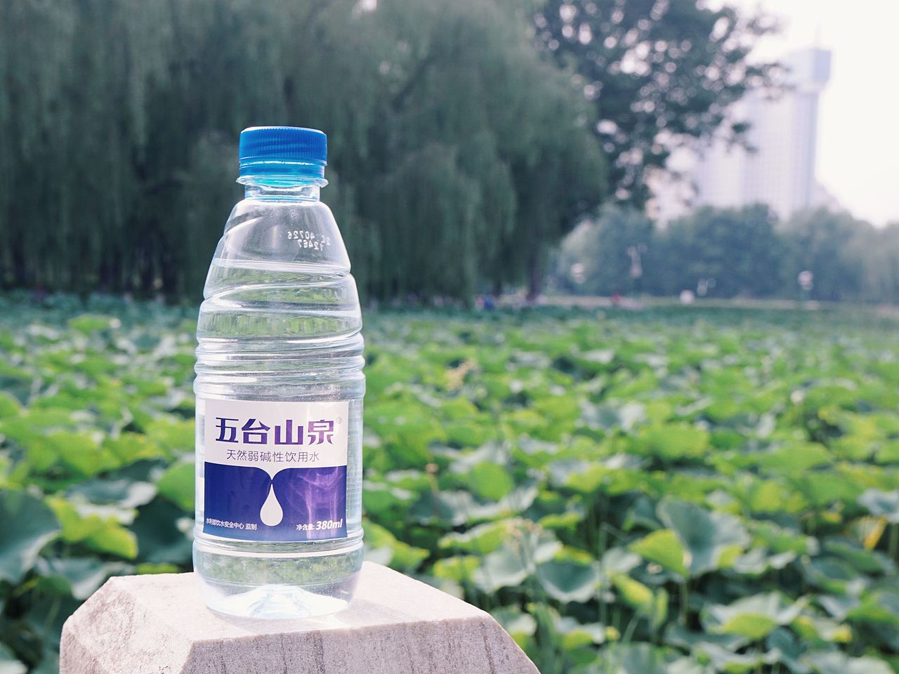 五台山泉打卡北京莲花池公园