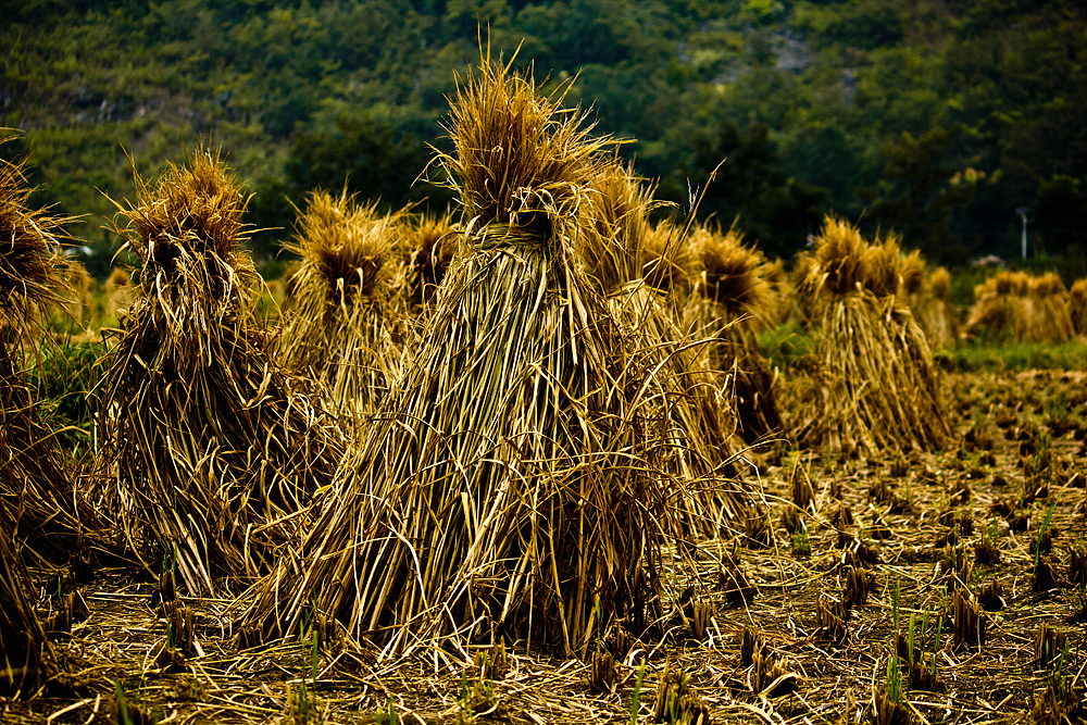 丰收季节（图ZMTE4MDk3NTY=） - 风光摄影 - 站酷设计师五条腿的蜗牛原创素材 - 站酷ZCOOL