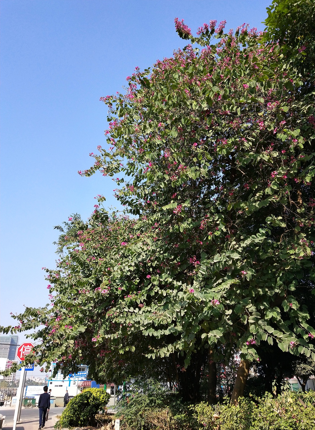 花-植 ❀2（图ZMjI4NzkwNDA4） - 产品摄影 - 站酷设计师紫月琉璃香原创素材 - 站酷ZCOOL