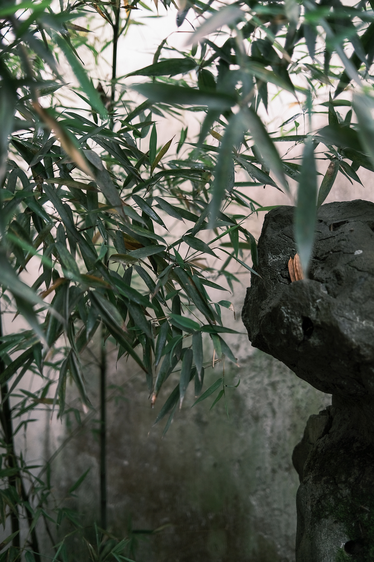 苏州的竹子|摄影|风光摄影|糖糖的早茶 - 原创作品 - 站酷 (zcool)