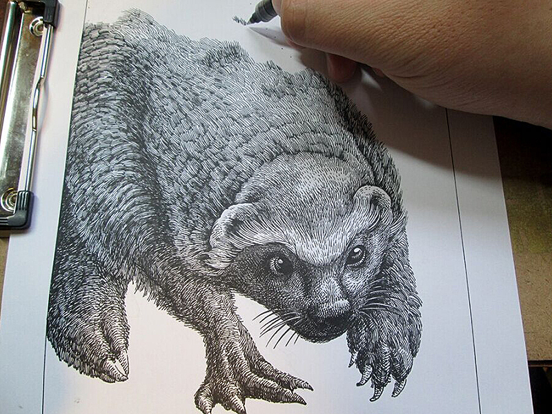 《蜜獾》—傅淳强硬笔画系列笔记本