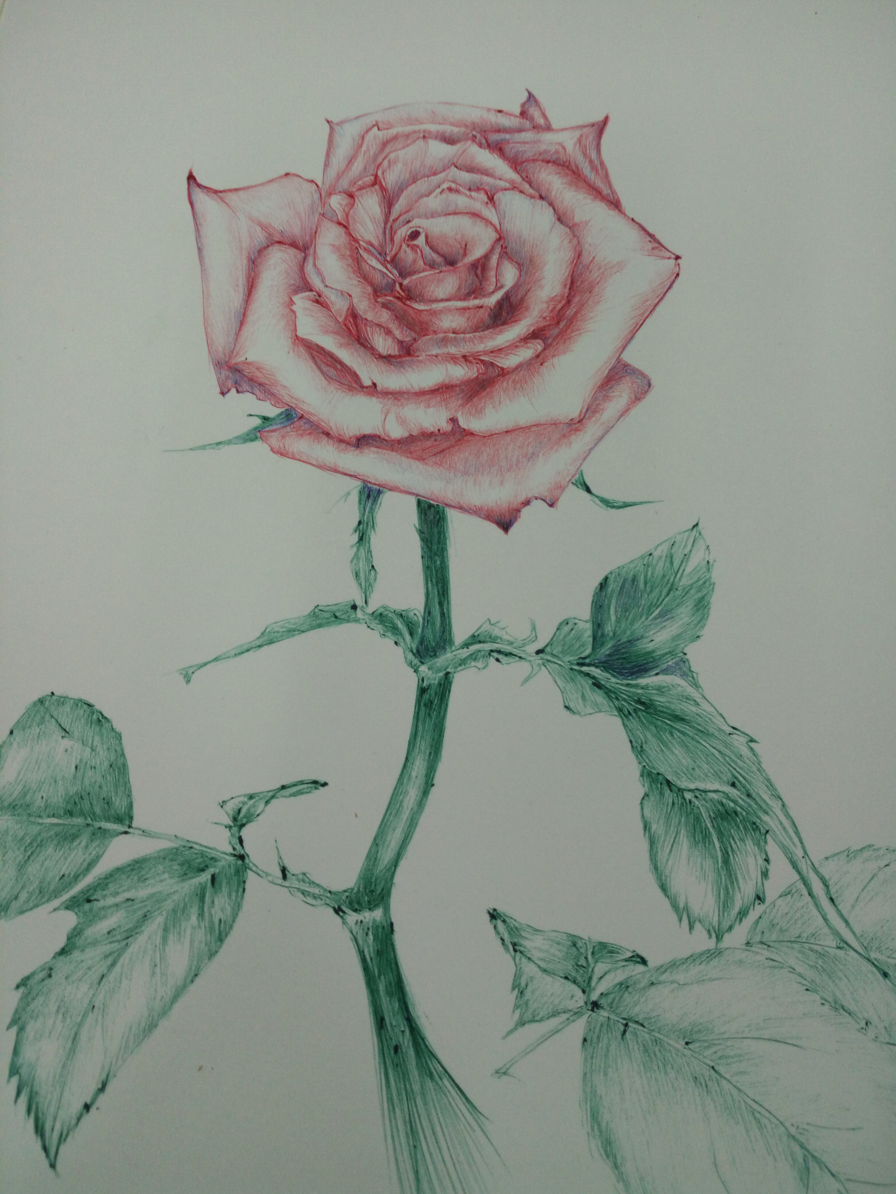 玫瑰圆珠笔简笔画图片