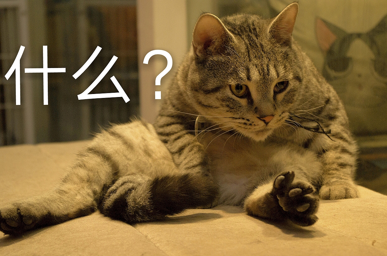 拍了一组萌宠表情包哈哈