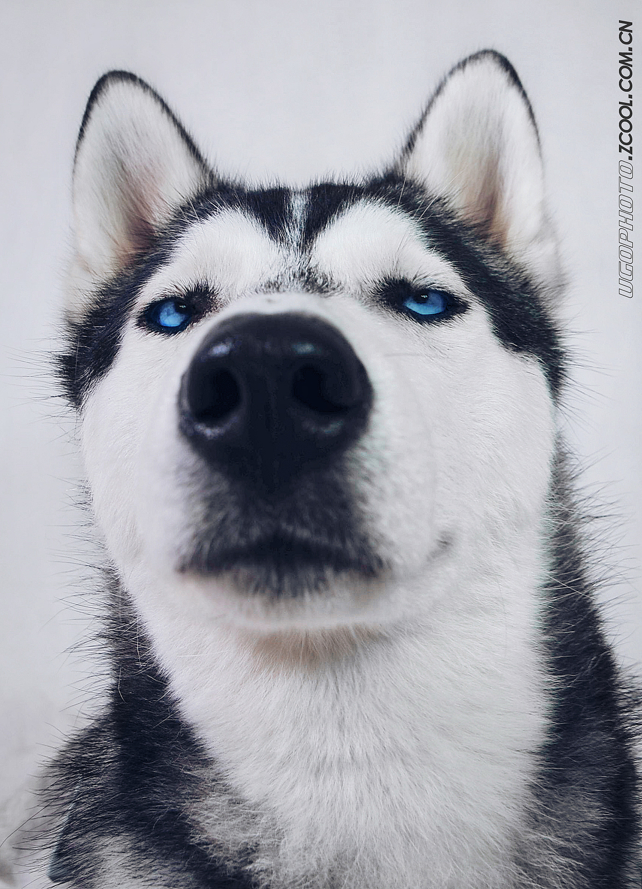 real smile笑的渐进式【动物摄影师何某某个人作品25】