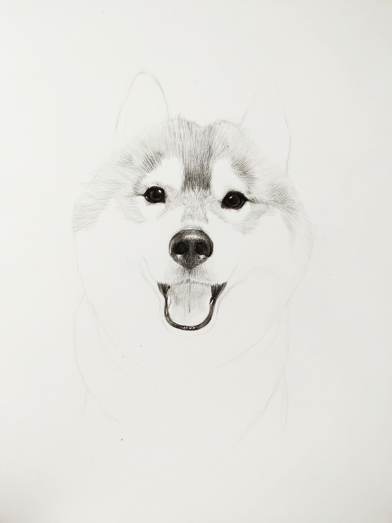 手绘狗狗 哈士奇