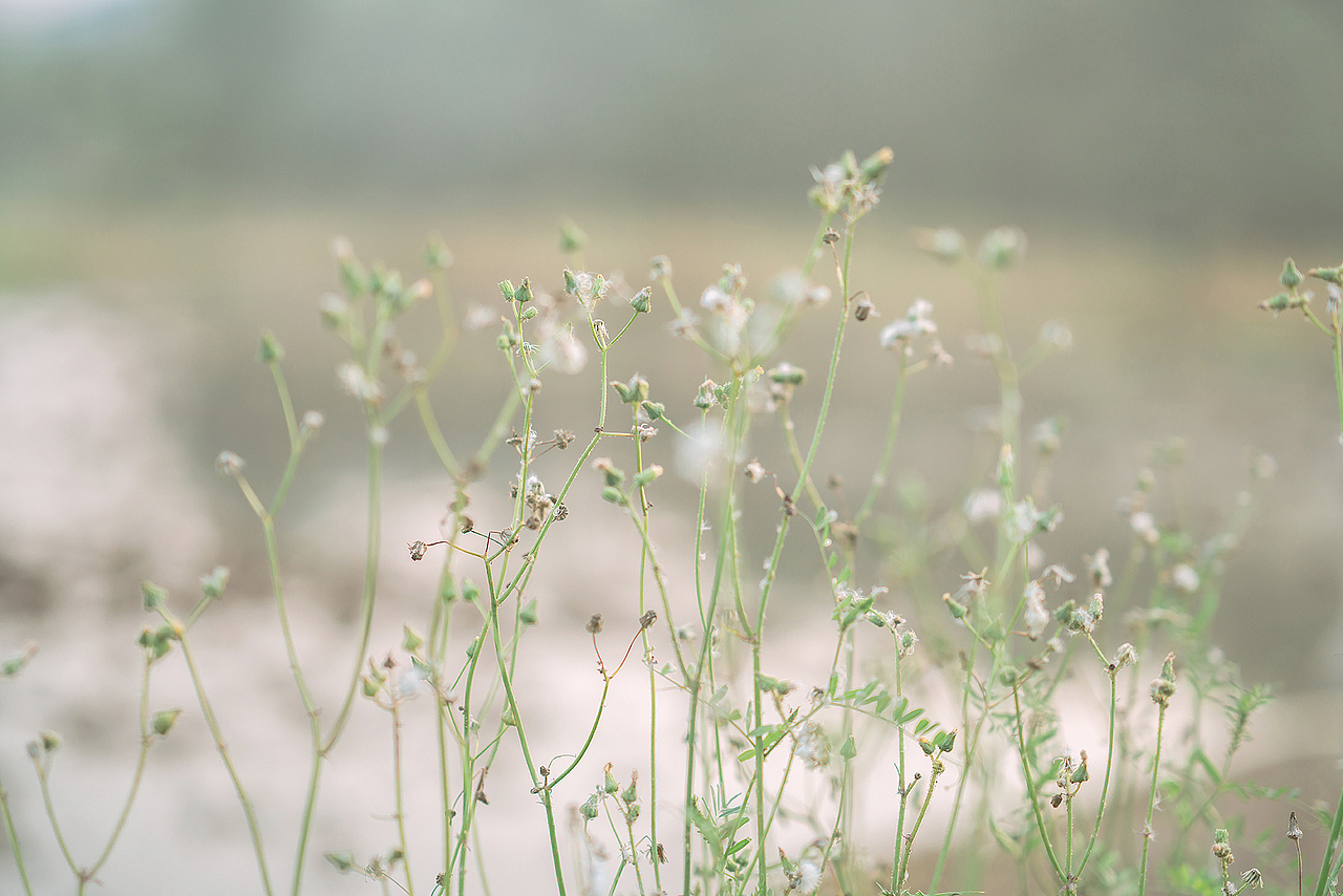 男孩纸的小森林