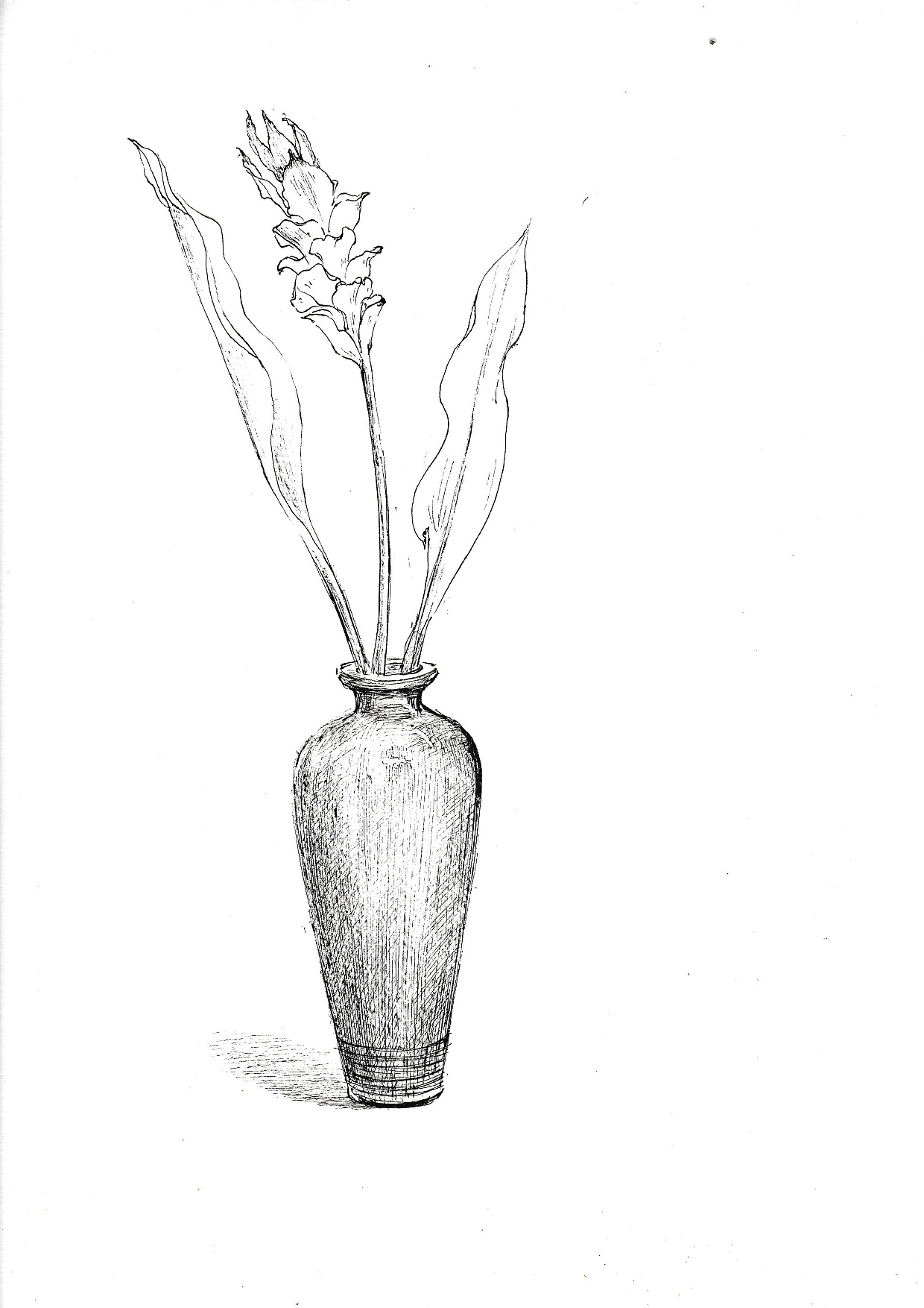 花瓶写生素材图片