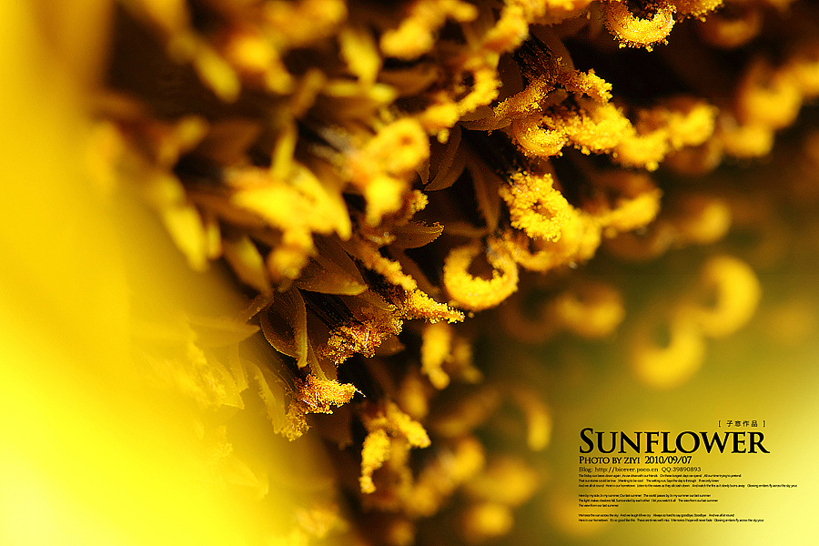 《向日葵的纹样》