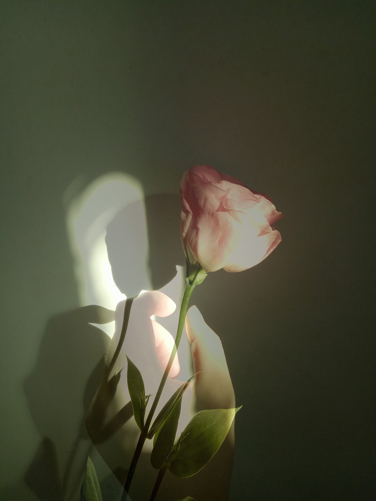 瞎拍瞎排的小美好