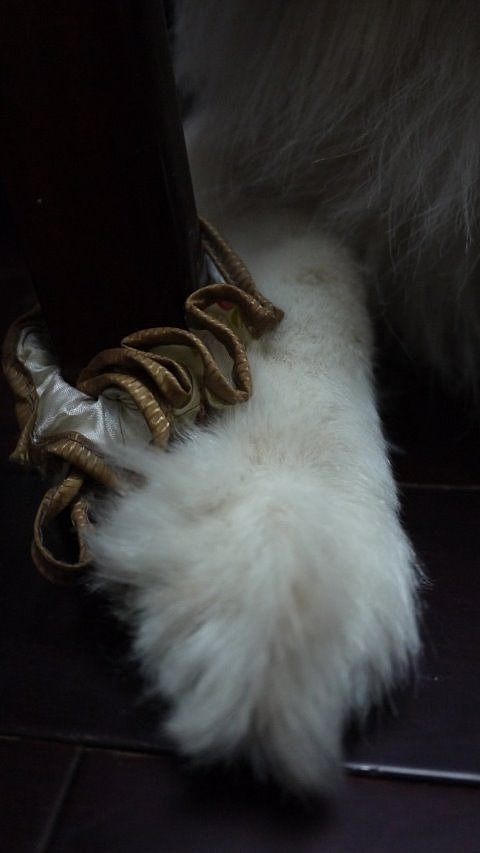 黏在家里 年在家里