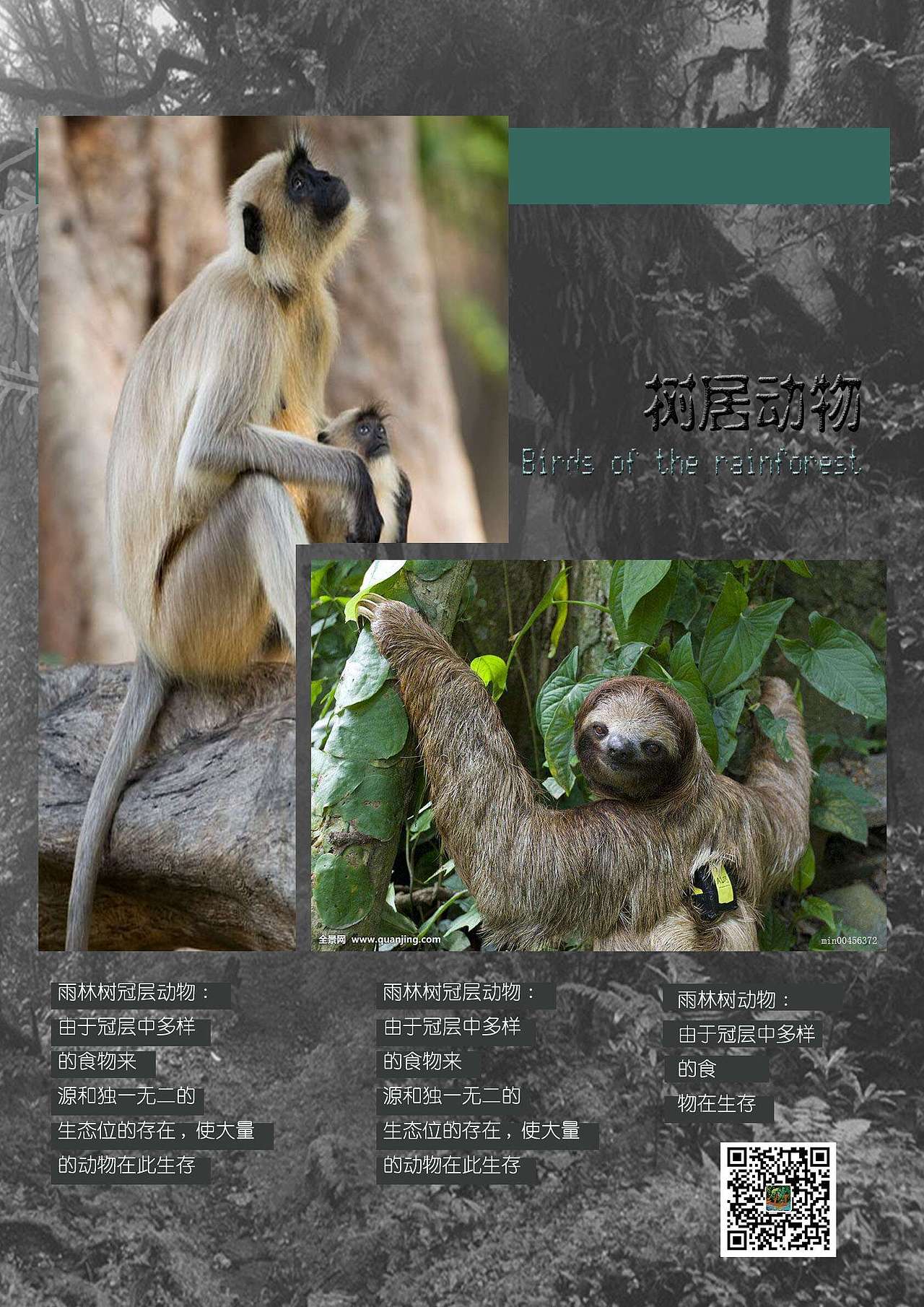 热带雨林展示设计（图ZOTc2MTQzMTI=） - 海报 - 站酷设计师深蓝千万里原创素材 - 站酷ZCOOL