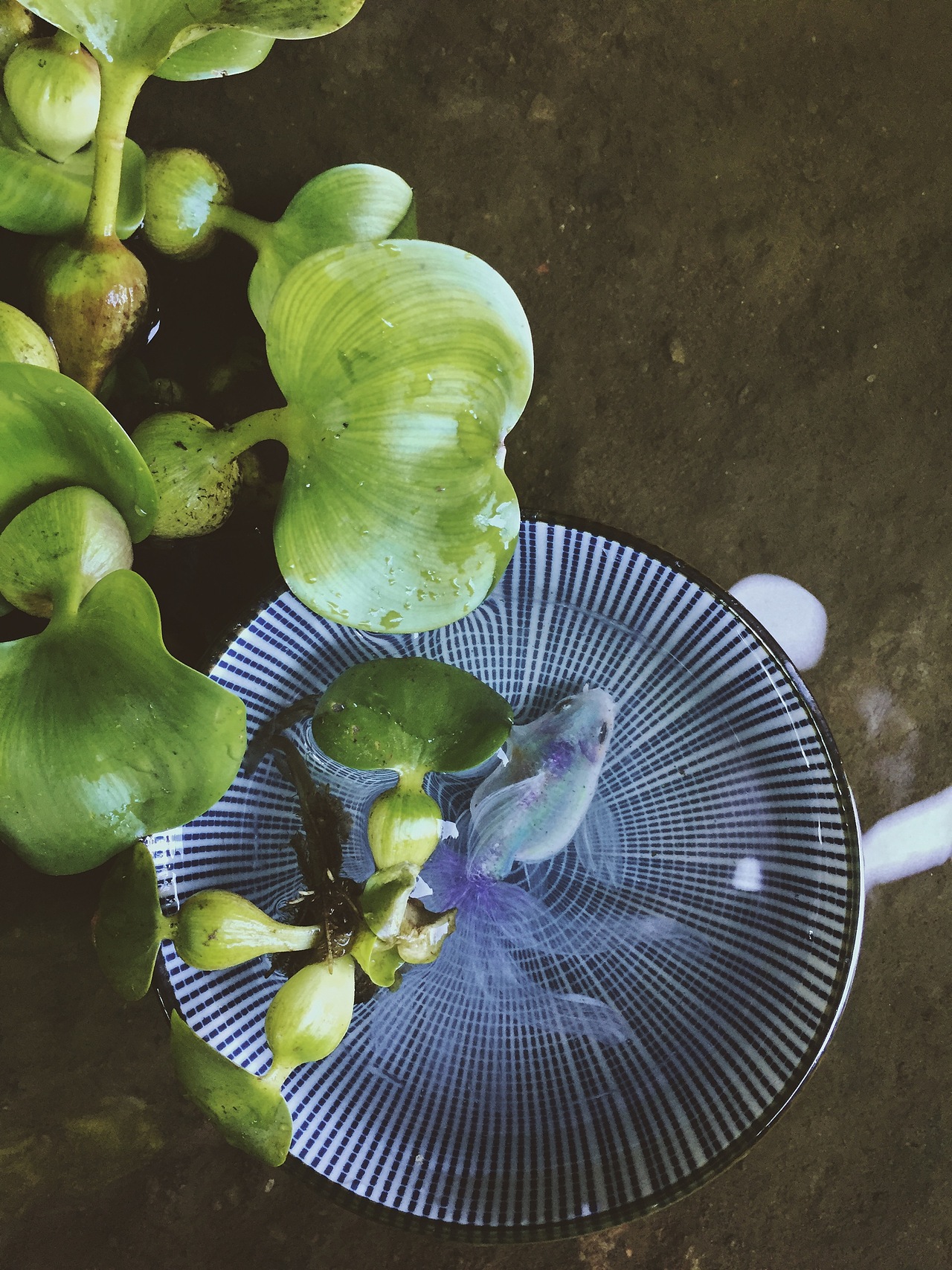 树脂金鱼之这段时间画的。（图ZOTA3MTQwMjQ=） - 工艺品设计 - 站酷设计师亚麟原创素材 - 站酷ZCOOL