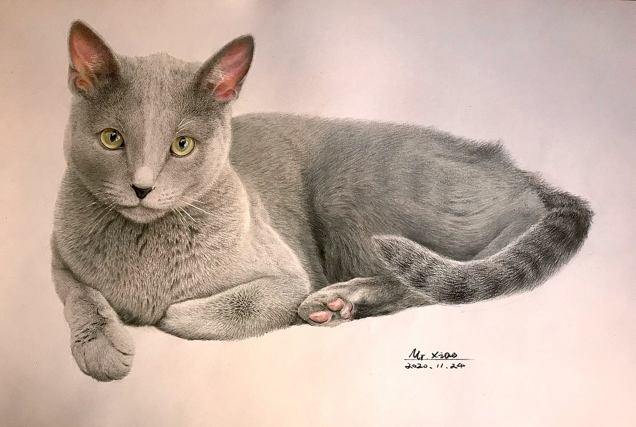 彩铅练习 一只卧着的猫|纯艺术|绘画|枭先森 - 原创作品 - 站酷