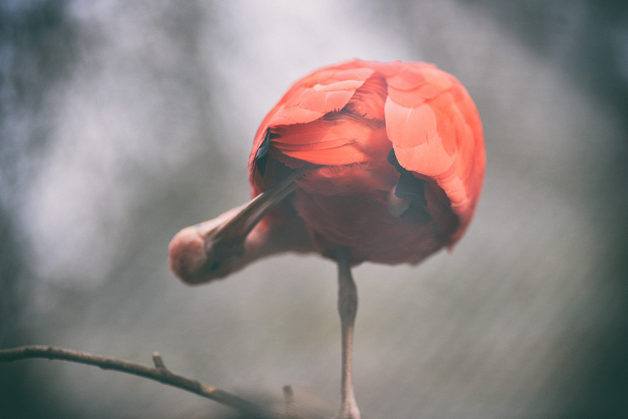 红山动物园的动物们(1)