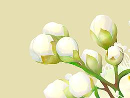 珍珠梅——五彩斑斓的白