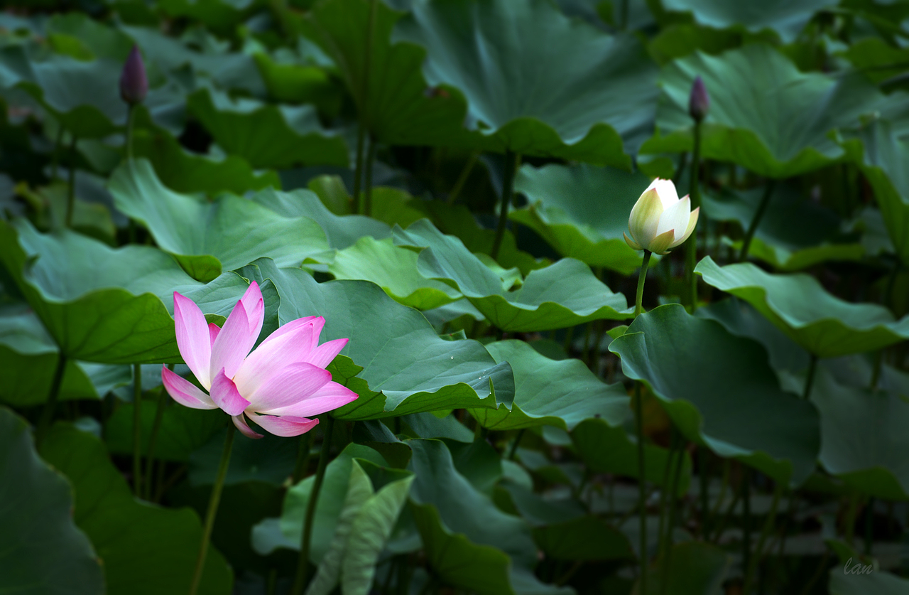 小荷才露尖尖角