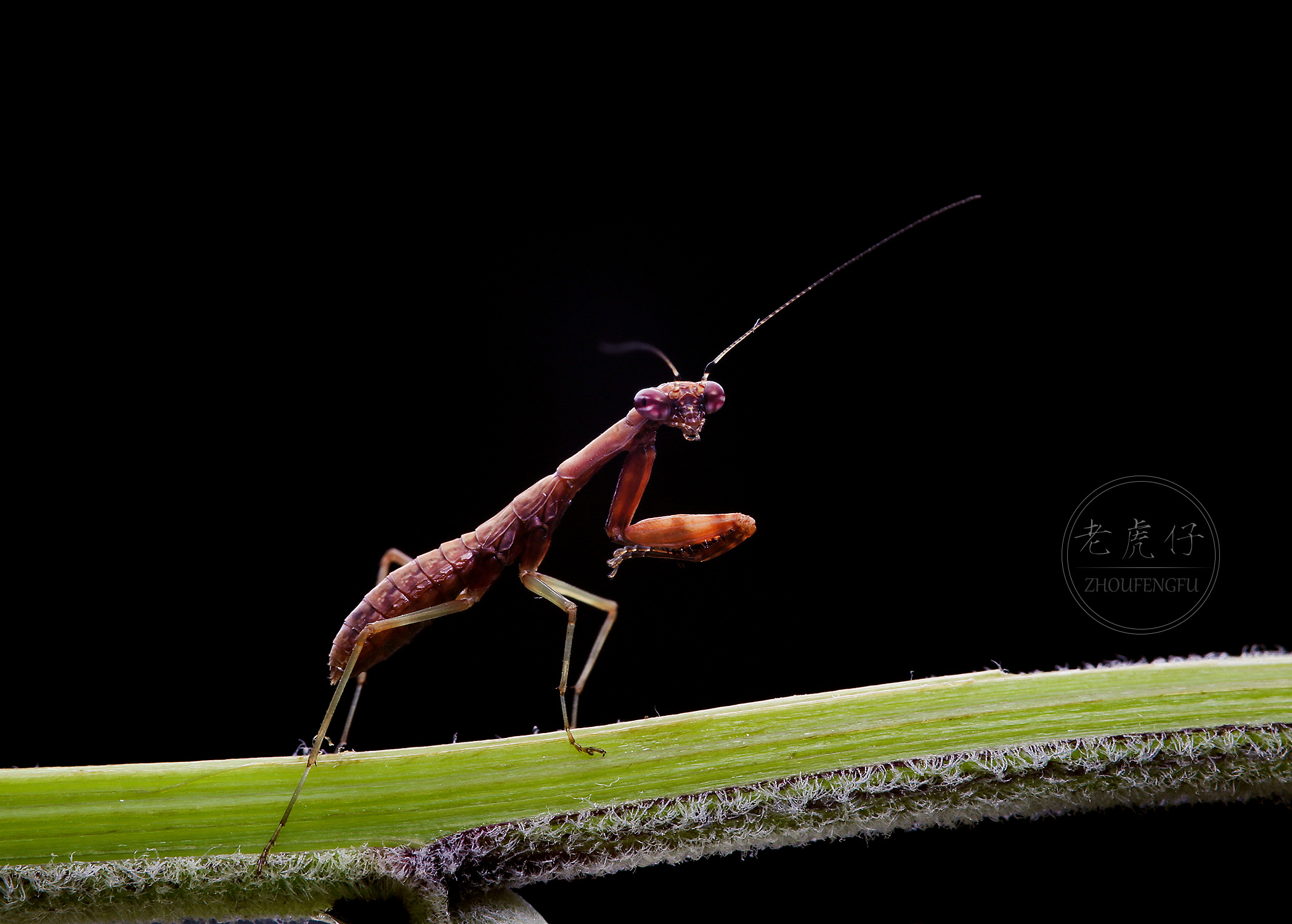 小螳螂|摄影|动物|广东粤神 - 原创作品 - 站酷 (ZCOOL)