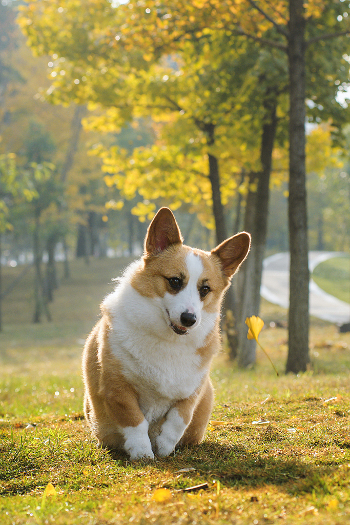 【均木纪实宠物摄影】