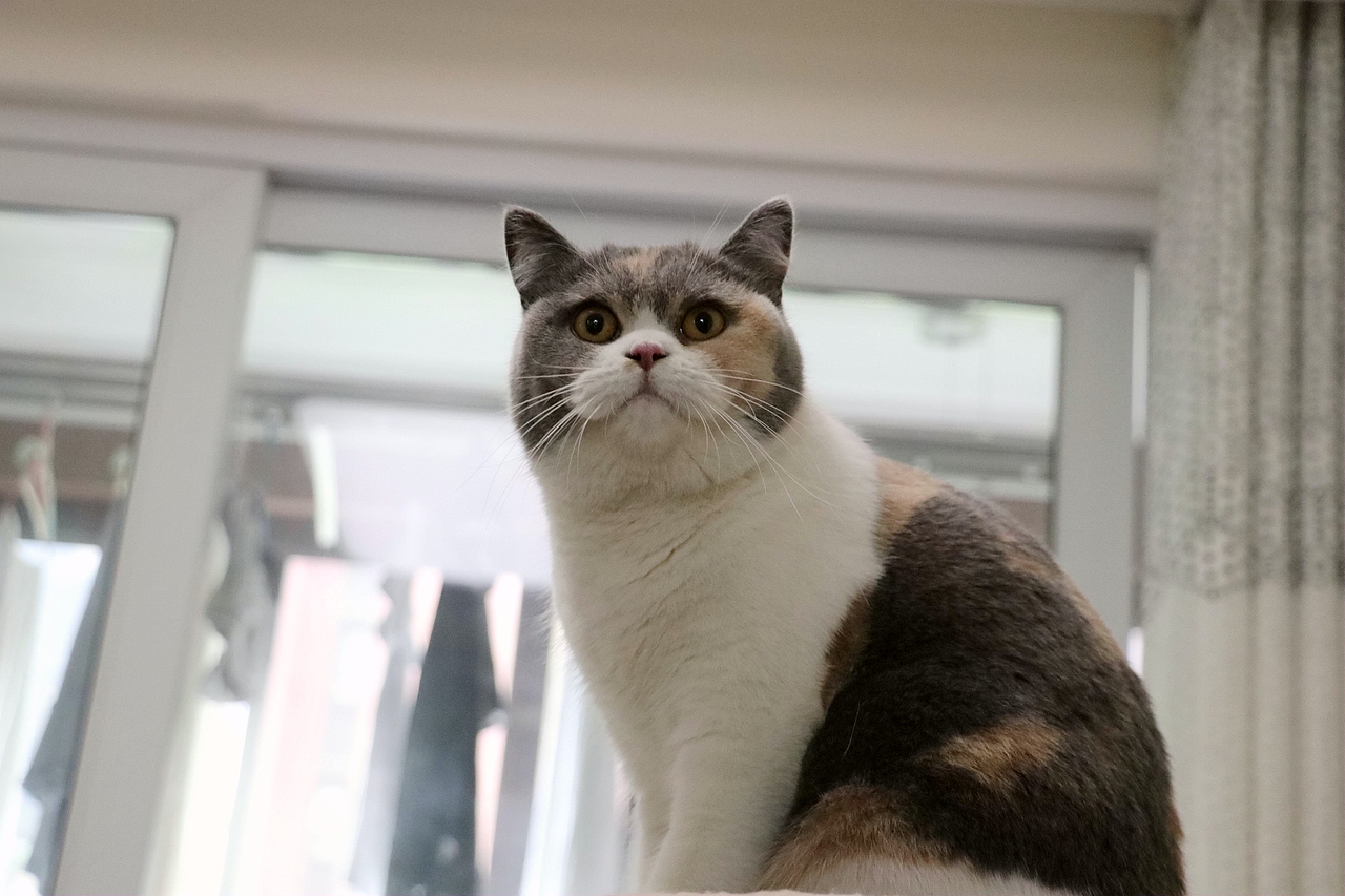 沐米宠物英国短毛猫英短三花色