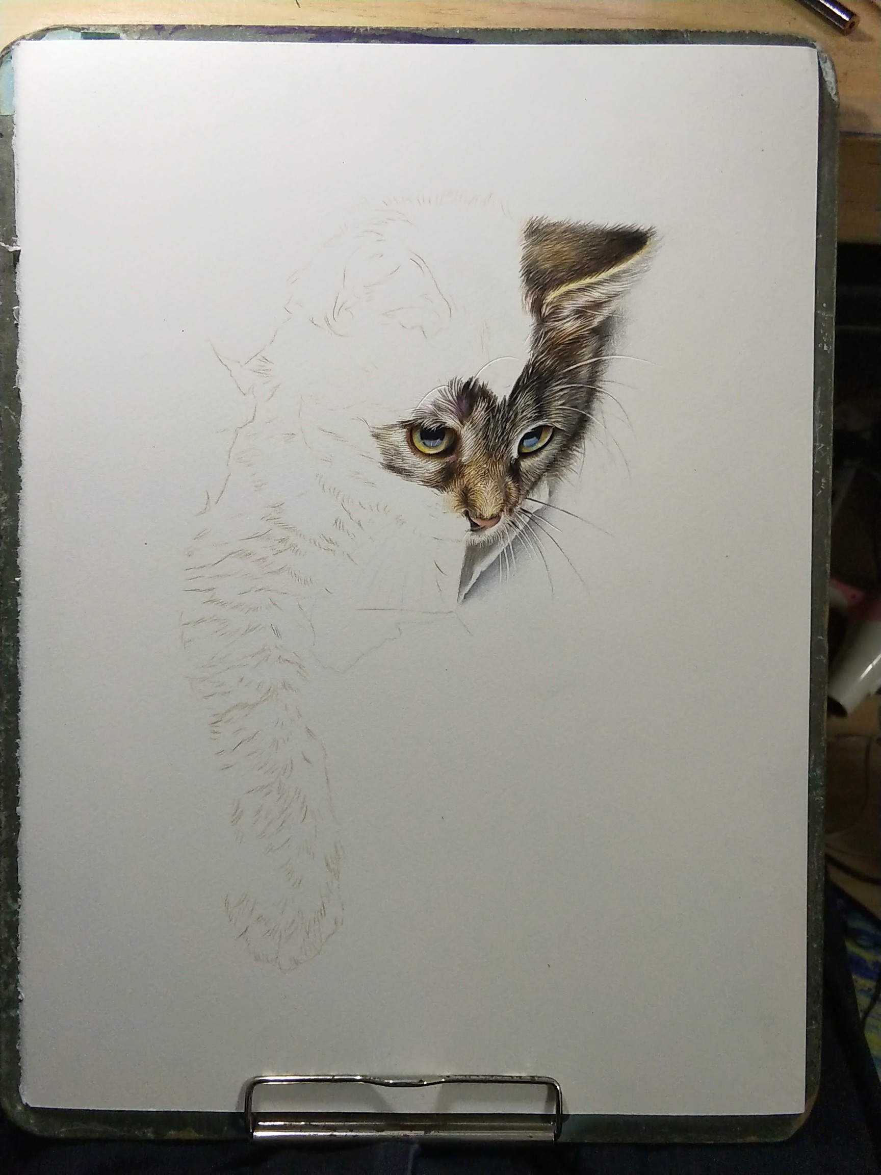 破纸而出的小猫