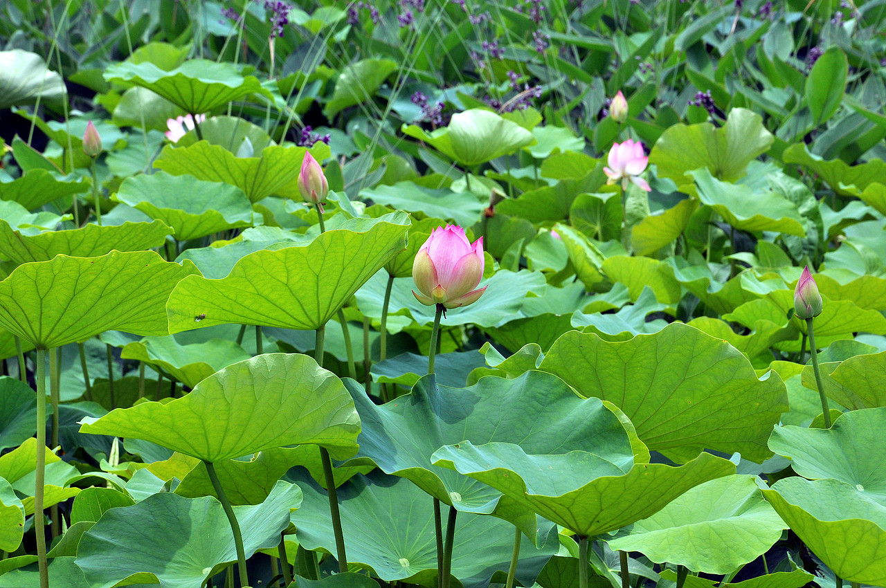 荷花（图ZMTU2ODUzMTk2） - 风光摄影 - 站酷设计师易亮哥原创素材 - 站酷ZCOOL