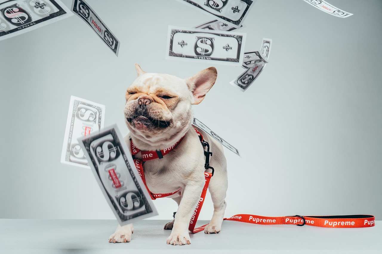 #拍汪黨 For Sparkpaws 狗帶產(chǎn)品拍攝（圖ZMTY2MDA5MjEy） - 寵物攝影 - 站酷設(shè)計師Xen和Sendoh原創(chuàng)素材 - 站酷ZCOOL