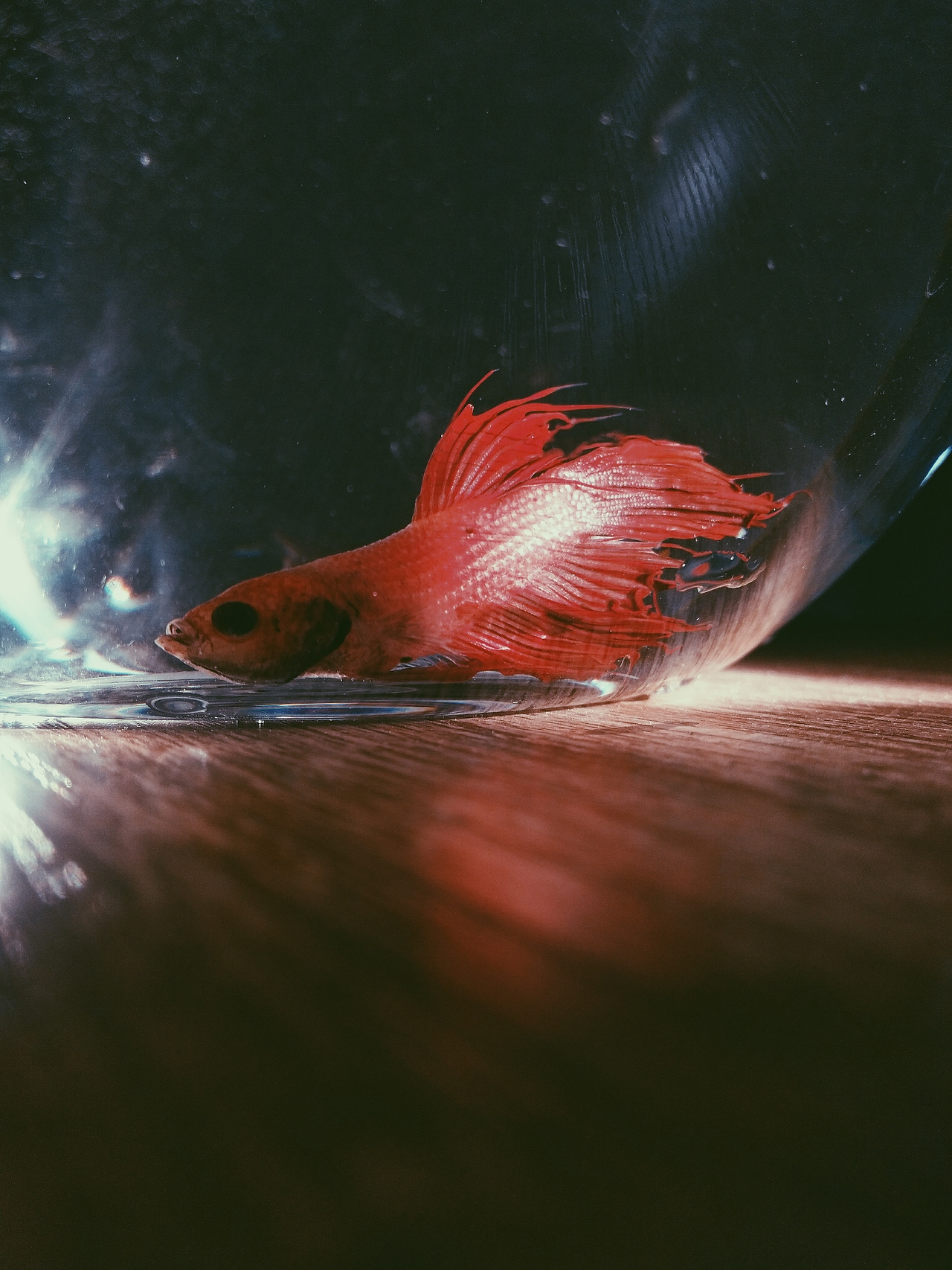 1280_1707竖版 竖屏