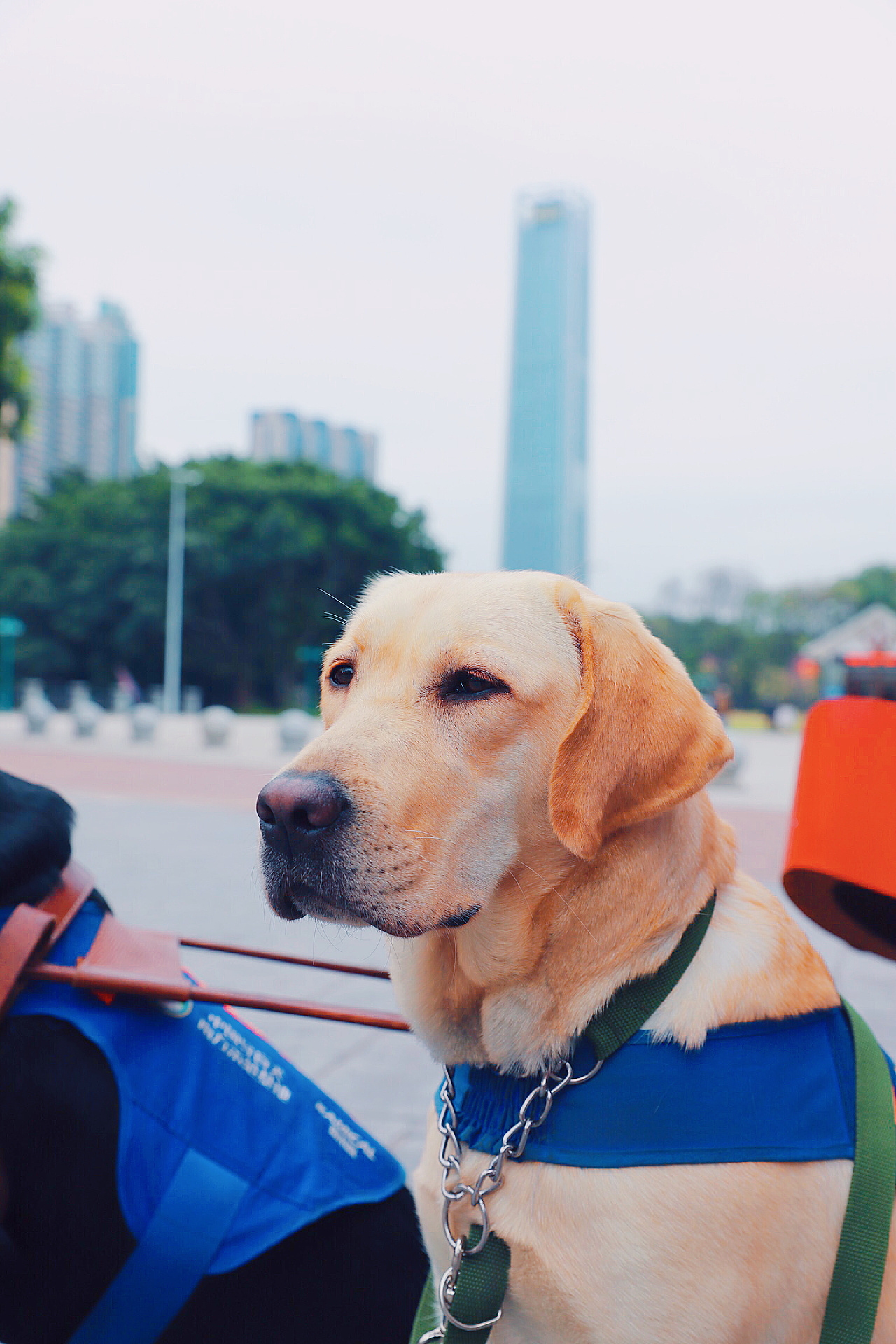 导盲犬进幼儿园活动摄影|摄影|宠物摄影|漫人音乐 - 原创作品 - 站酷 (ZCOOL)