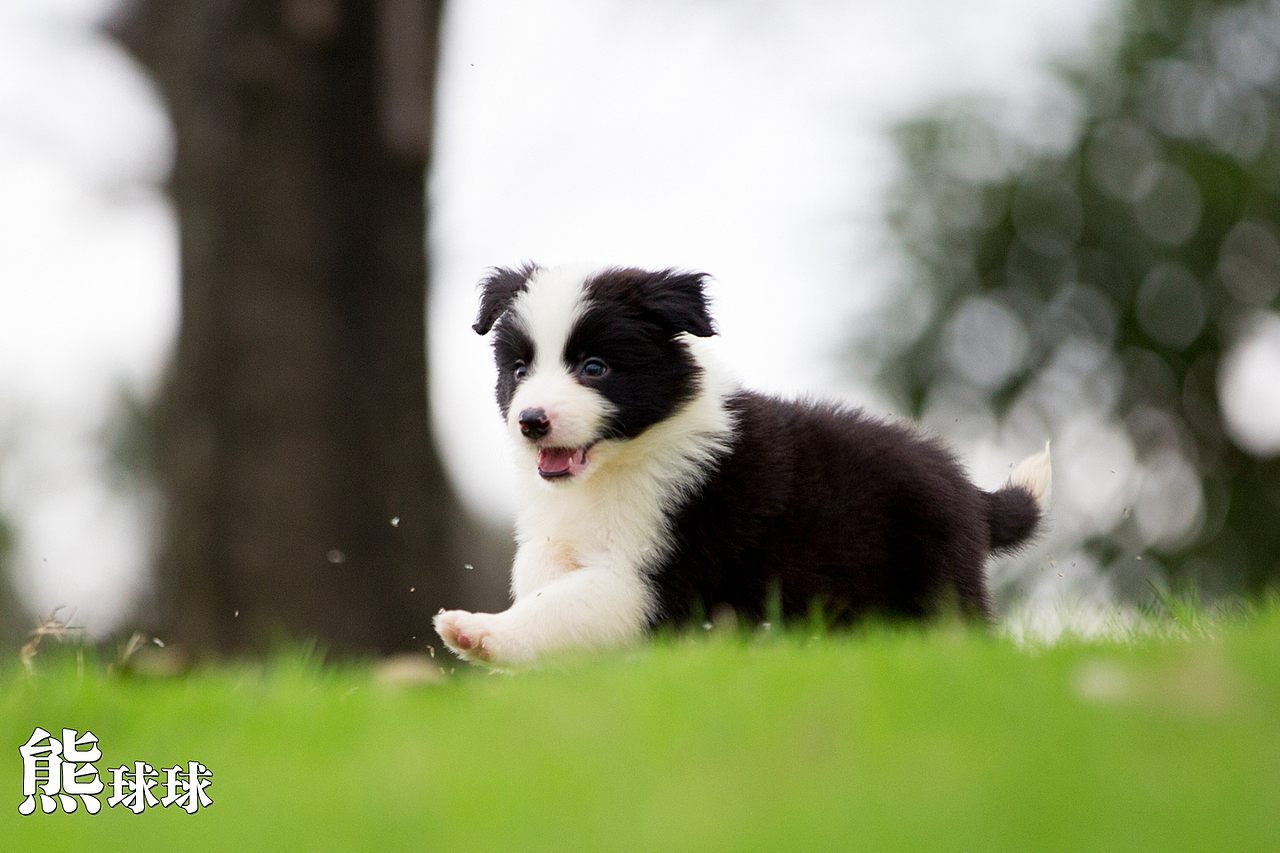 超可爱卖萌的边牧幼犬们！简直萌出血！（图ZMzgzNjM2MDA=） - 宠物摄影 - 站酷设计师熊球球原创素材 - 站酷ZCOOL