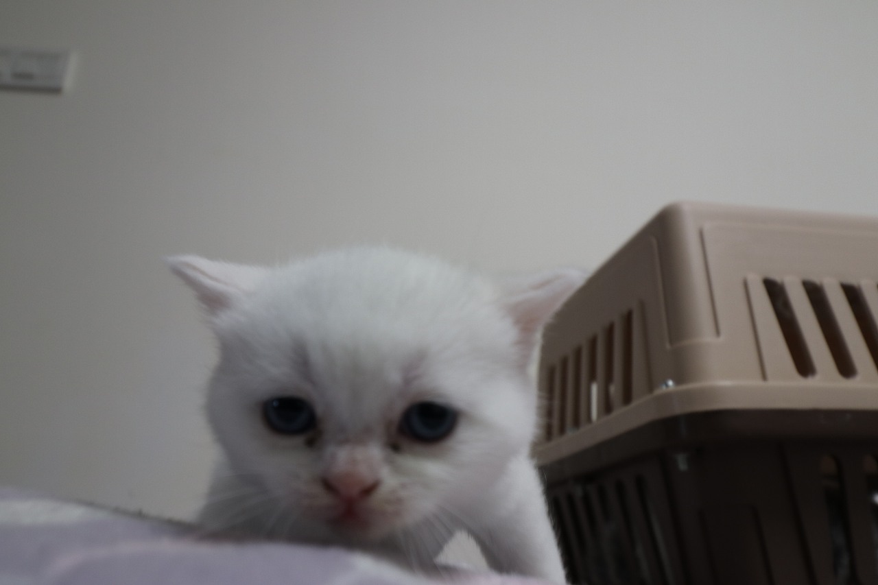 猫 161-英短-纯白-母-五粉-头无灰色毛-23-405g（图ZMjA4NjA3OTUy） - 宠物摄影 - 站酷设计师沐米猫舍原创素材 - 站酷ZCOOL