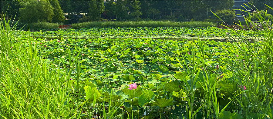 刘勇良手机纪实摄影作品：荷塘的早晨（图ZMjEzMDI5NTcy） - 人文/纪实摄影 - 站酷设计师刘勇良意创书设原创素材 - 站酷ZCOOL