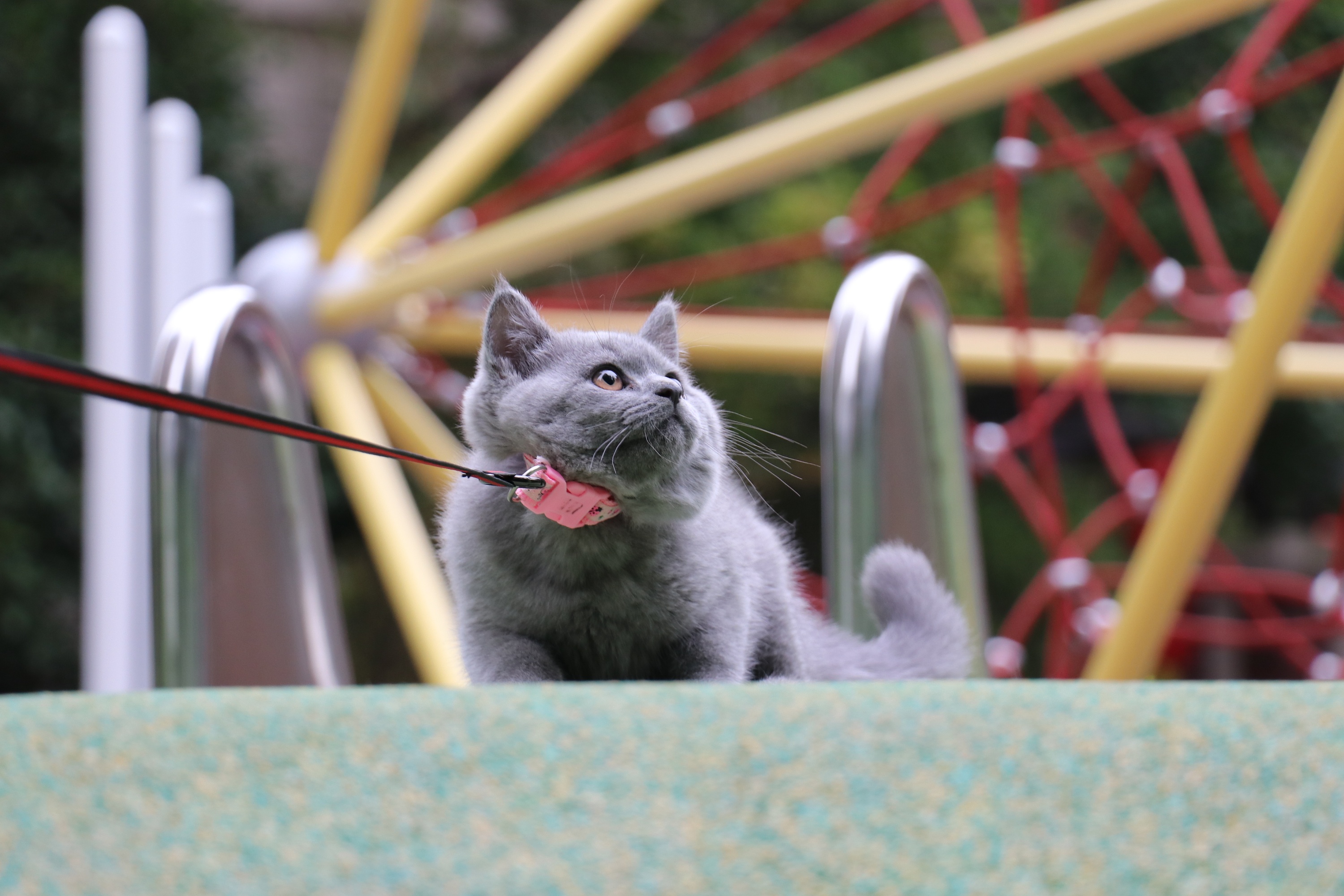 184-英短纯蓝公-浅红色脖圈 蓝猫高清照片 原创 猫片