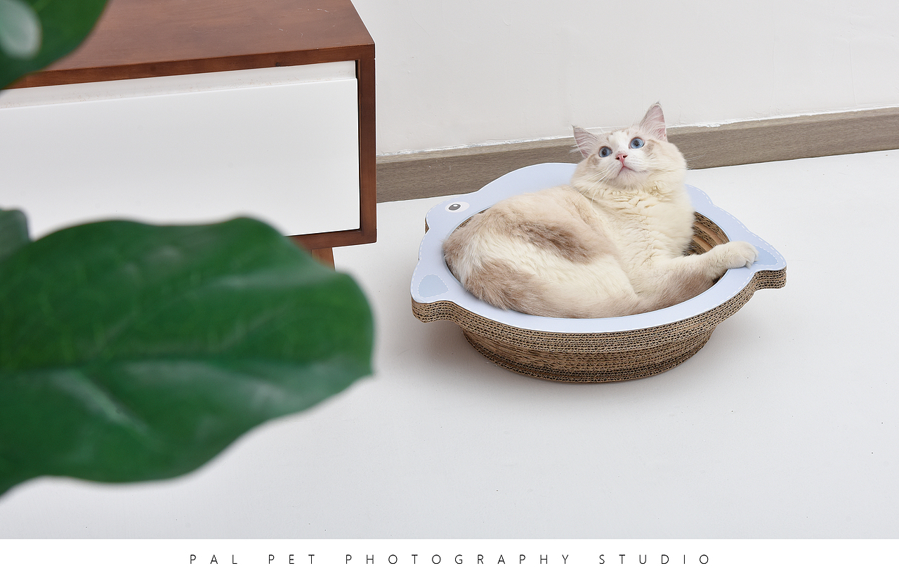 宠物产品摄影之猫咪产品（图ZMTc4NDcwMjM2） - 宠物摄影 - 站酷设计师珀珀视觉原创素材 - 站酷ZCOOL