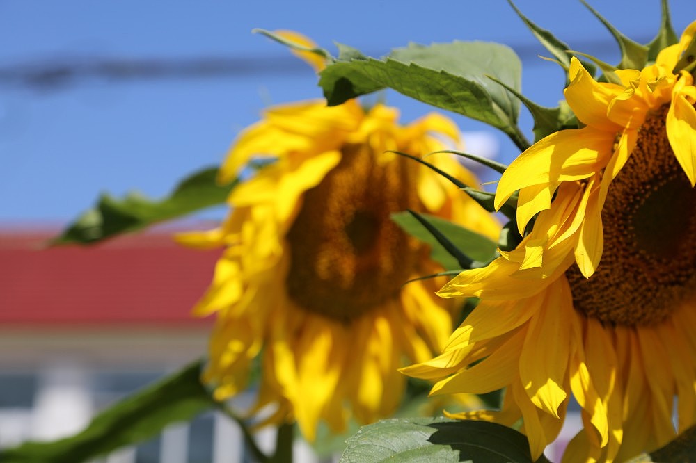 向日葵（图ZMTExMjUyODA=） - 产品摄影 - 站酷设计师行走的音符原创素材 - 站酷ZCOOL