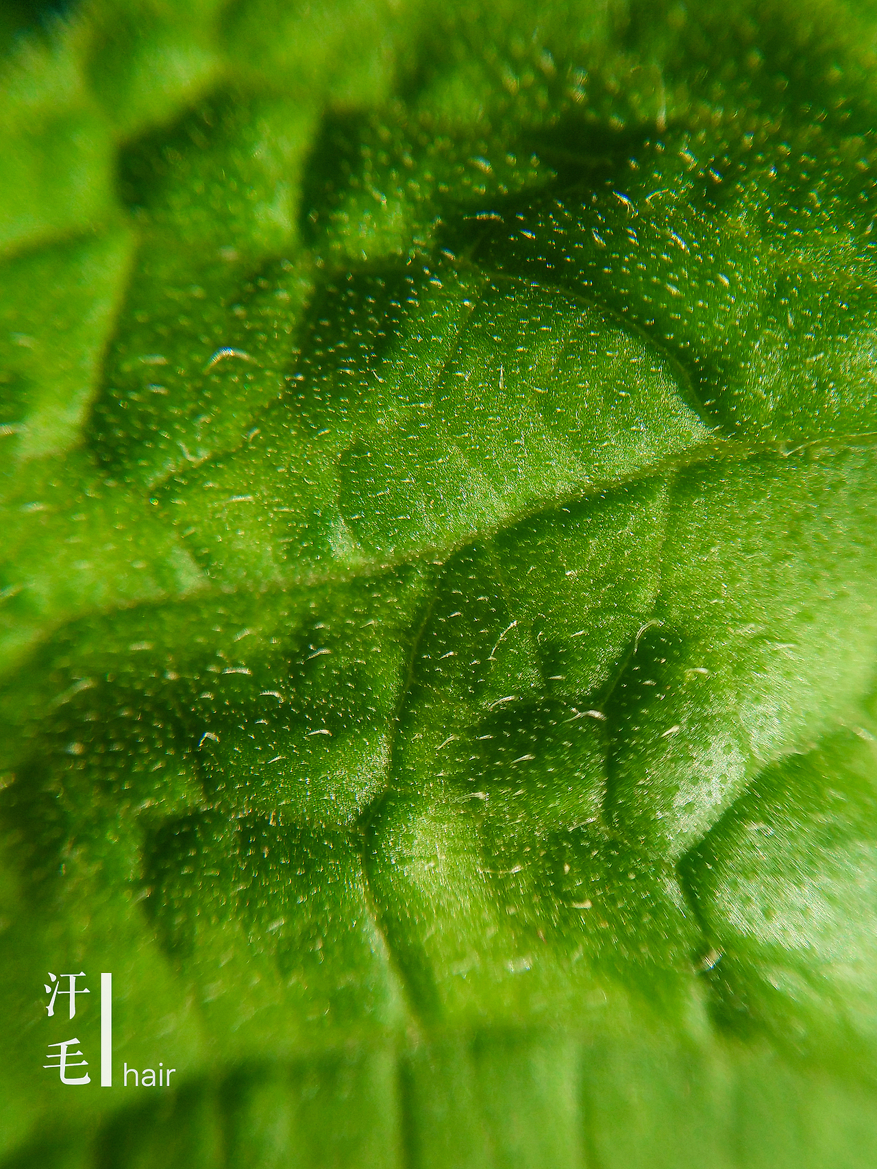 微世界——手机摄影【第一期】（图ZNTk1NzIyNTI=） - 修图/后期 - 站酷设计师tctong原创素材 - 站酷ZCOOL