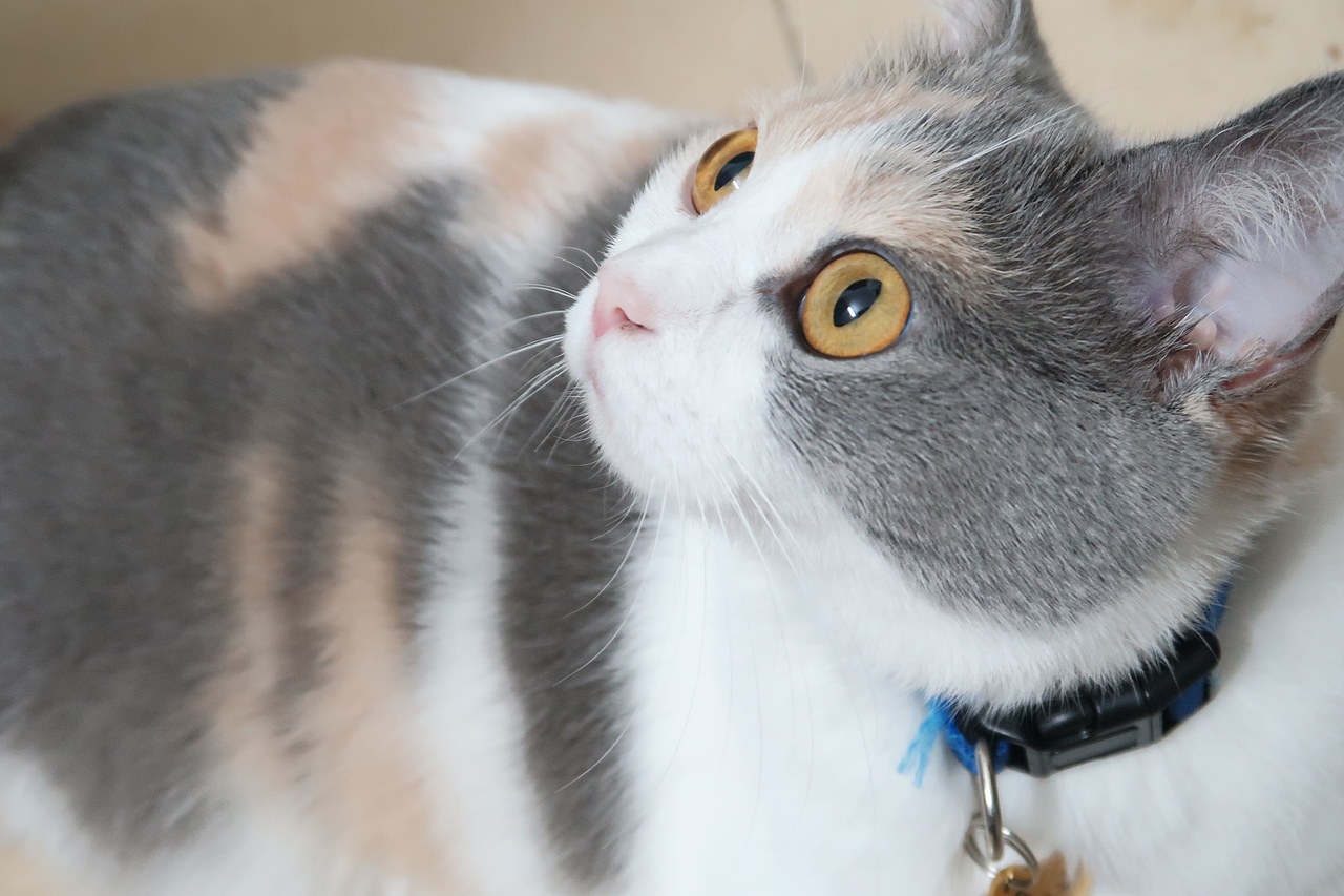 工作之余的摄影（图ZMTU3MTYzNzQ4） - 风光摄影 - 站酷设计师yes田小田儿原创素材 - 站酷ZCOOL